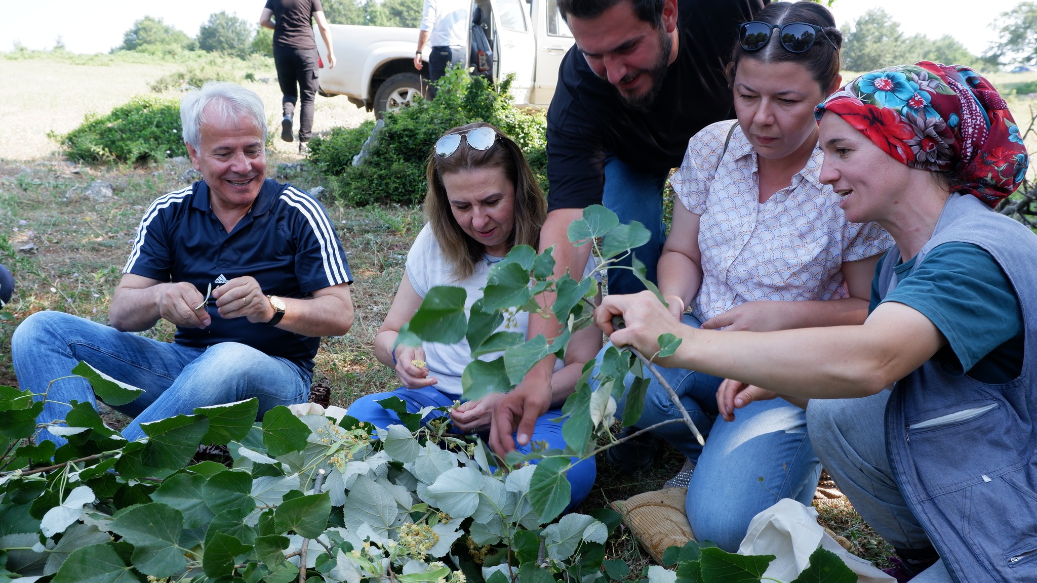 SUSURLUK BELEDİYESİ IHLAMUR HASADINA BAŞLADI