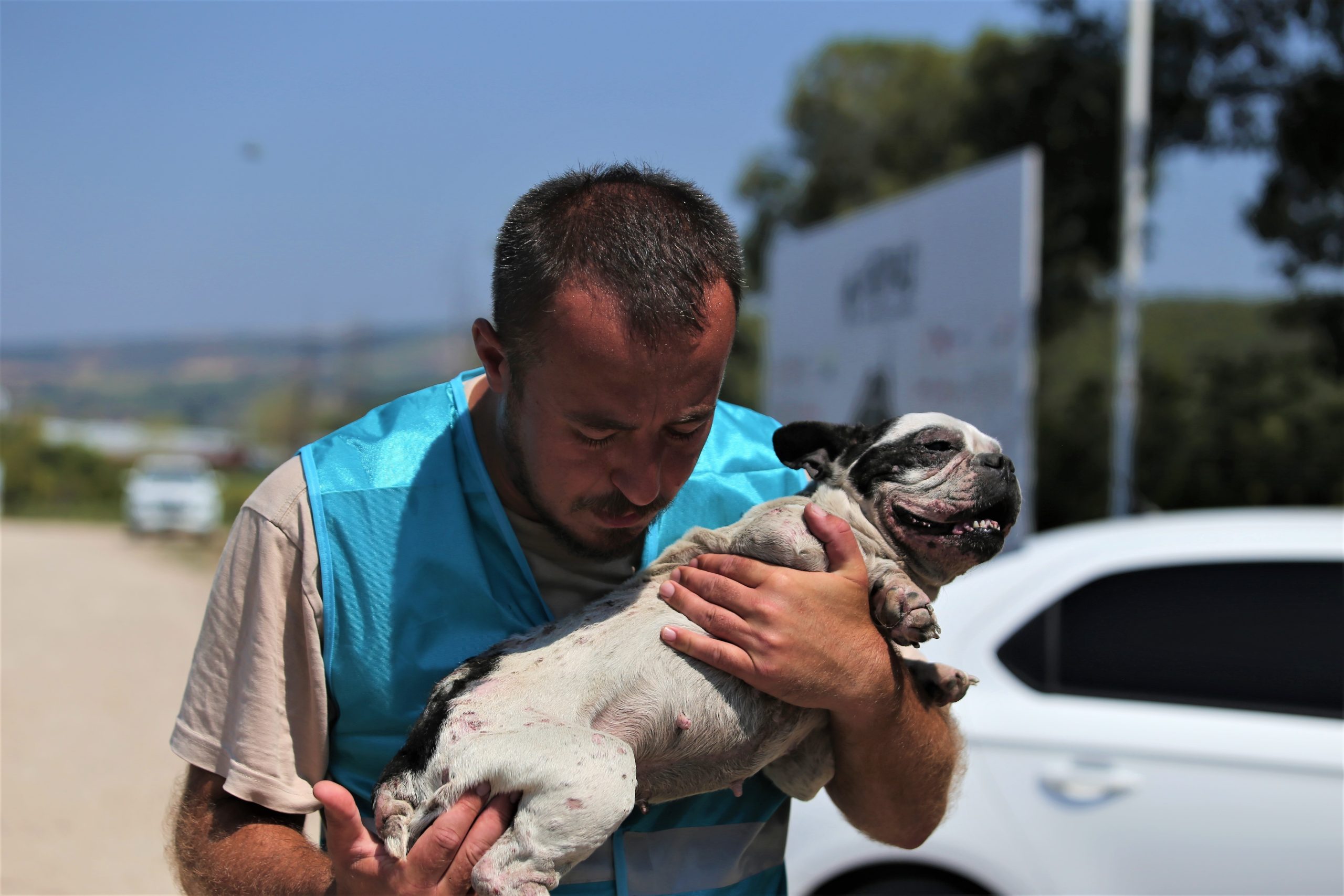 PANDEMİ DÖNEMİNİN DOSTU CİNS KÖPEKLER SOKAKLARA TERK EDİLDİ