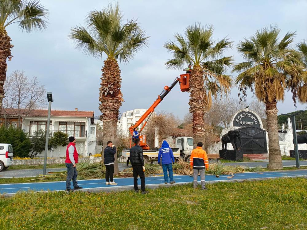 Erdek’te palmiyeler kuruyor